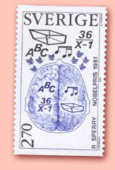 Hemisphärenteilung des Gehirns